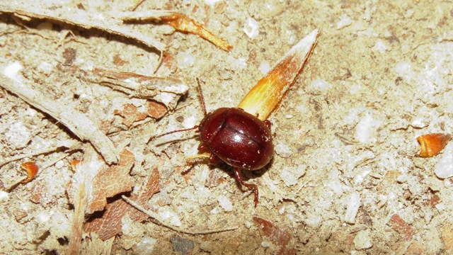 Chrysolina staphylaea - tavaszi levélbogár