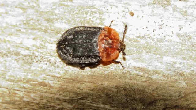 Oiceoptoma thoracicum - vörösnyakú dögbogár