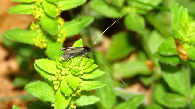 Adela reaumurella - smaragdfényű tőrösmoly
