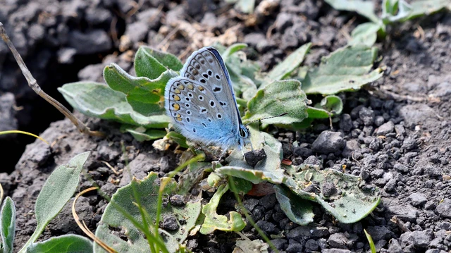 Polyommatus icarus - közönséges boglárka