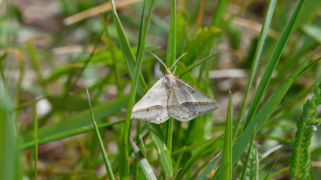 Tephrina arenacearia - lucerna-araszoló
