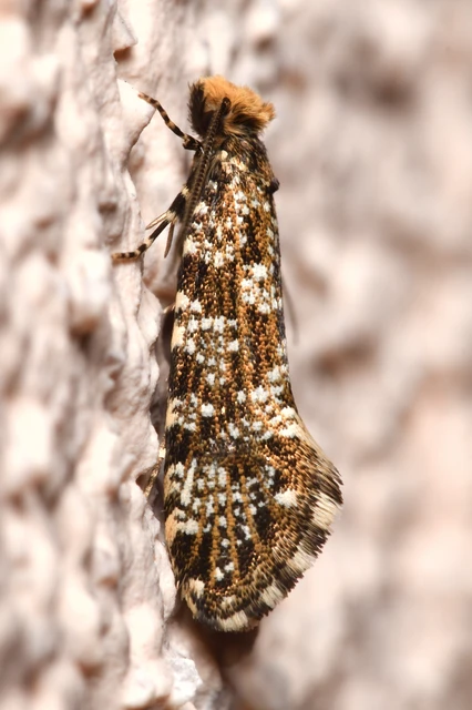 Triaxomera parasitella - tarka gombamoly