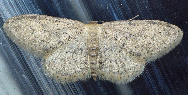 Idaea seriata - szürke apróaraszoló