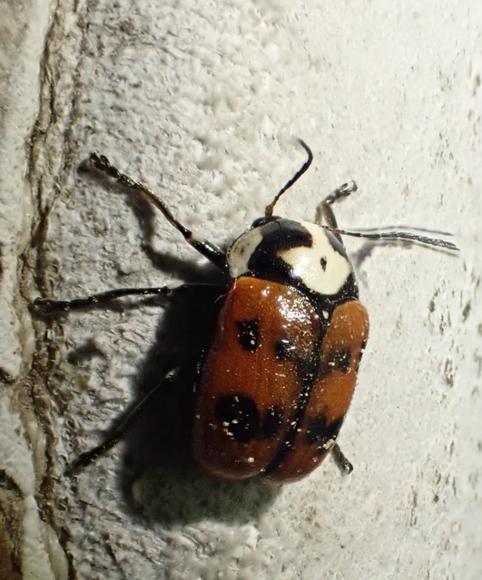 Cryptocephalus octopunctatus - 8-pettyes zömökbogár