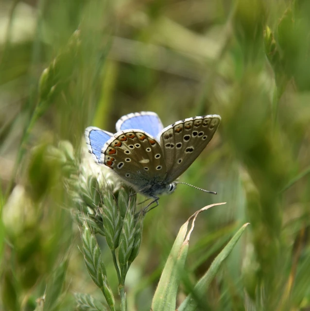 Polyommatus bellargus - égszínű boglárka