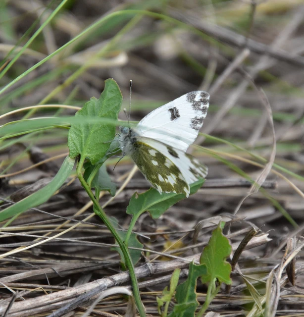 Pontia edusa - rezedalepke