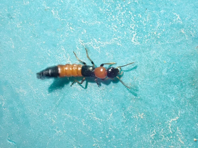 Paederus littoralis - réti partiholyva