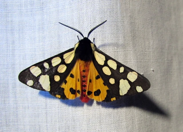 Arctia villica - fekete medvelepke