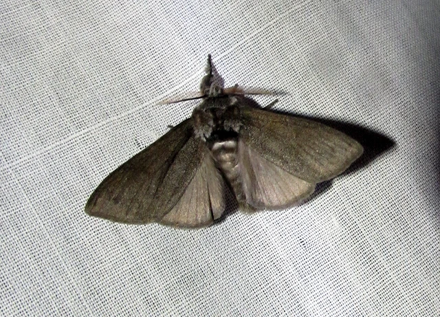 Calliteara pudibunda - hamvasszövő