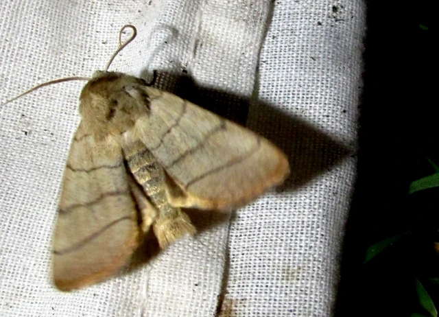 Charanyca trigrammica - háromsávos lombbagoly