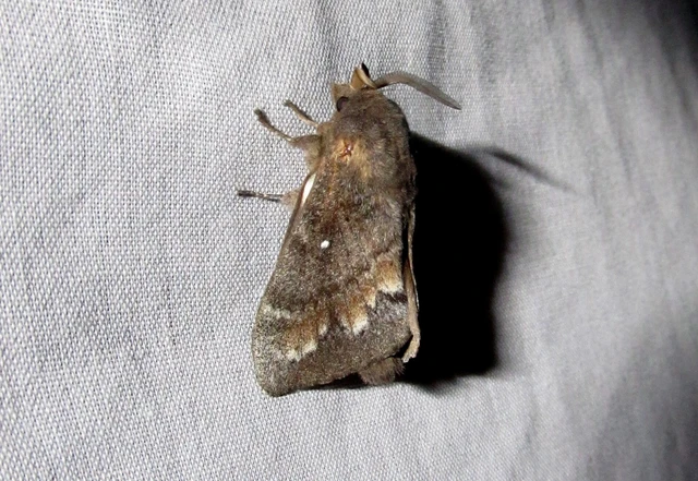 Dendrolimus pini - fenyőpohók