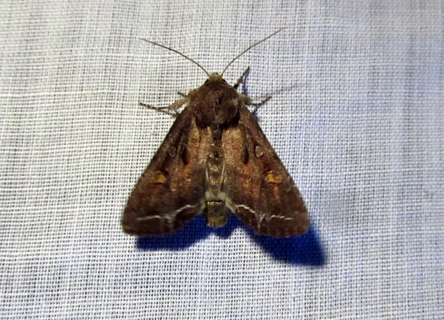 Lacanobia oleracea - saláta-kertibagoly