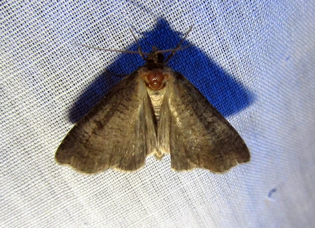 Lygephila procax - fekete csüdfűbagoly