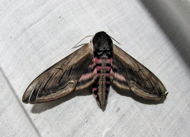 Sphinx ligustri - fagyalszender