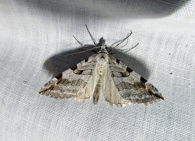 Aplocera plagiata - szürke csíkosaraszoló