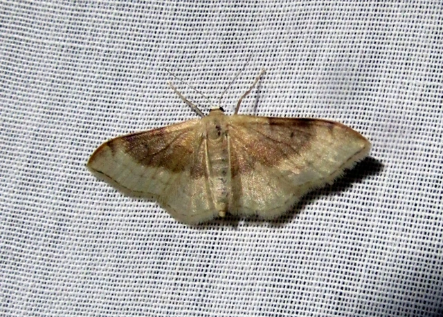 Idaea degeneraria - barnasávos araszoló