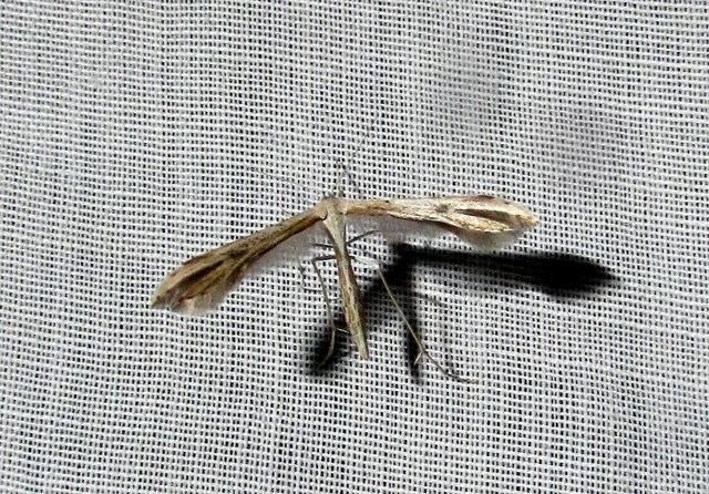 Emmelina monodactyla/argoteles