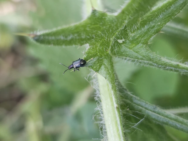 Lema cyanella - kék aszatbogár
