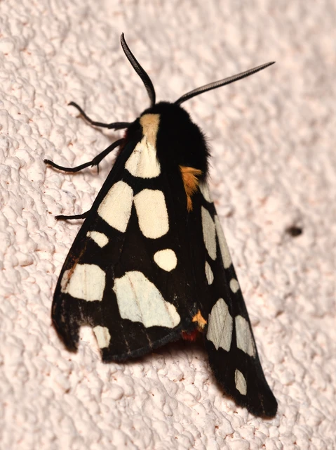Arctia villica - fekete medvelepke