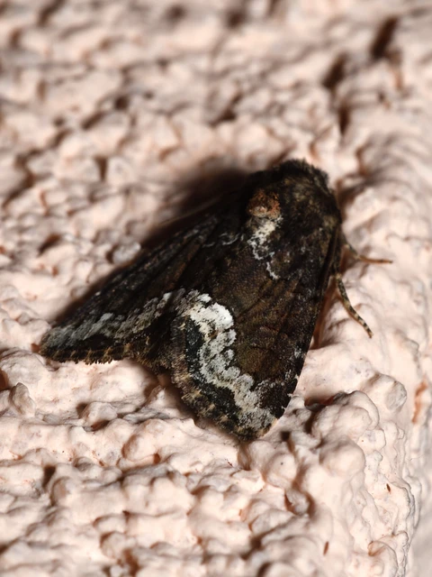 Oligia strigilis - kormos dudvabagoly