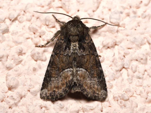 Oligia strigilis/latruncula/versicolor