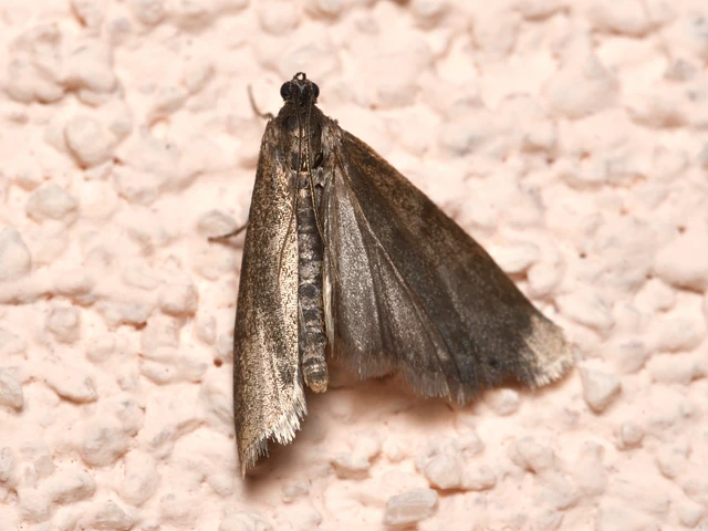 Episcythrastis tetricella - tavaszi karcsúmoly