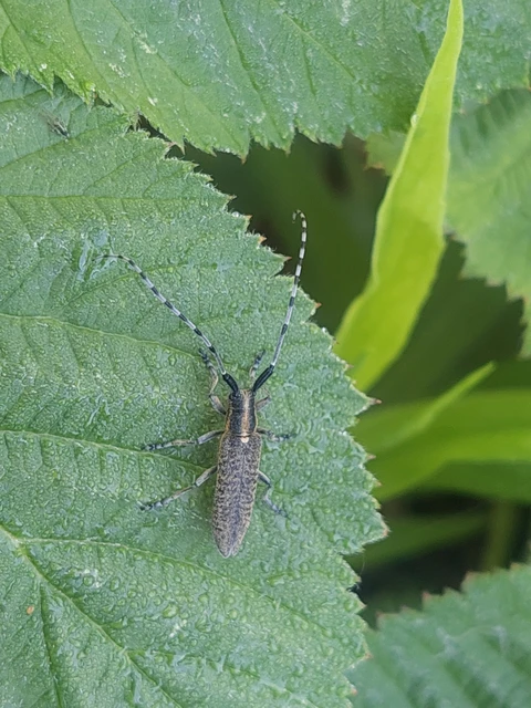 Agapanthia villosoviridescens - fehérgyűrűs bogáncscincér