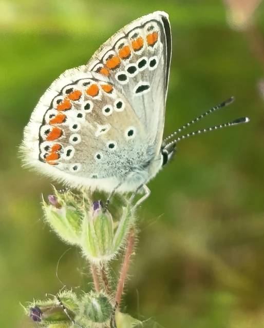 Aricia agestis - szerecsenboglárka