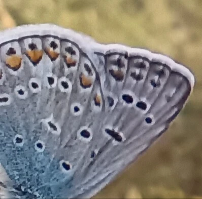 Polyommatus icarus - közönséges boglárka