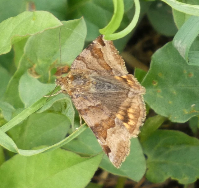 Euclidia glyphica - közönséges nappalibagoly
