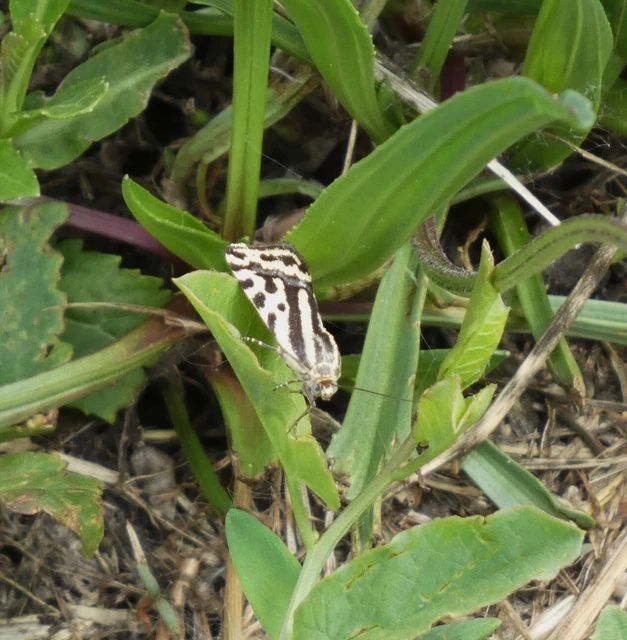 Emmelia trabealis - zebrabagoly
