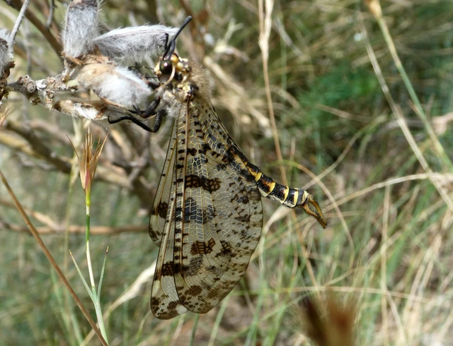 Palpares libelluloides