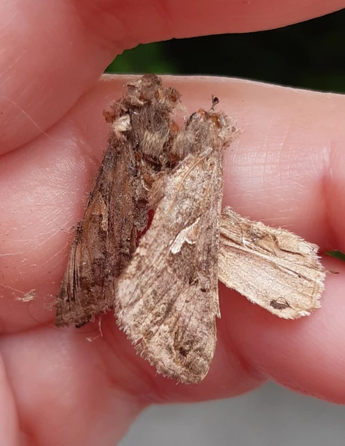 Autographa gamma - gammalepke