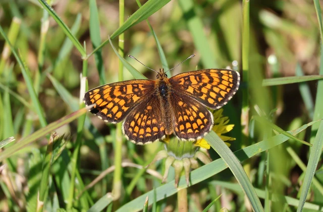 Melitaea athalia - közönséges tarkalepke