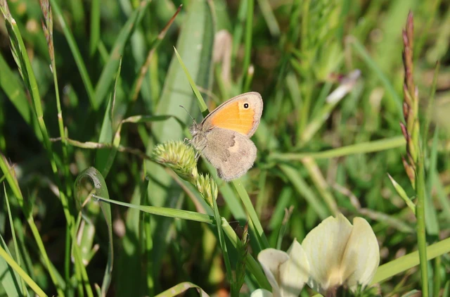 Coenonympha pamphilus - kis szénalepke