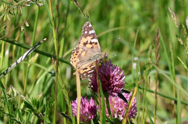 Vanessa cardui - bogáncslepke