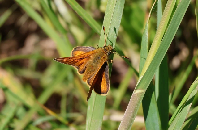 Ochlodes sylvanus - erdei busalepke