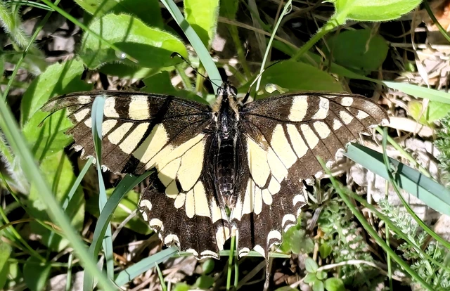 Papilio machaon - fecskefarkú lepke
