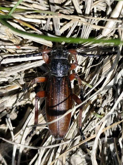 Dorcadion fulvum - barna gyalogcincér