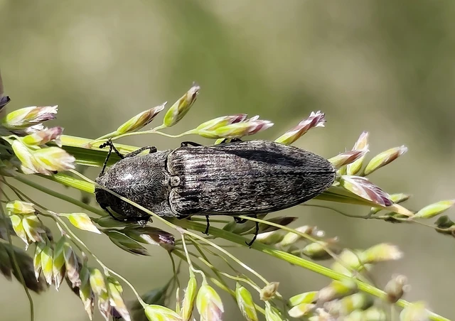 Actenicerus siaelandicus - márványos pattanó Actenicerus siaelandicus - márványos pattanó
