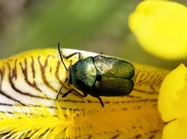 Cryptocephalus