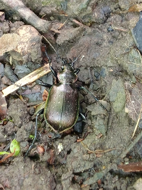 Calosoma inquisitor - kis bábrabló