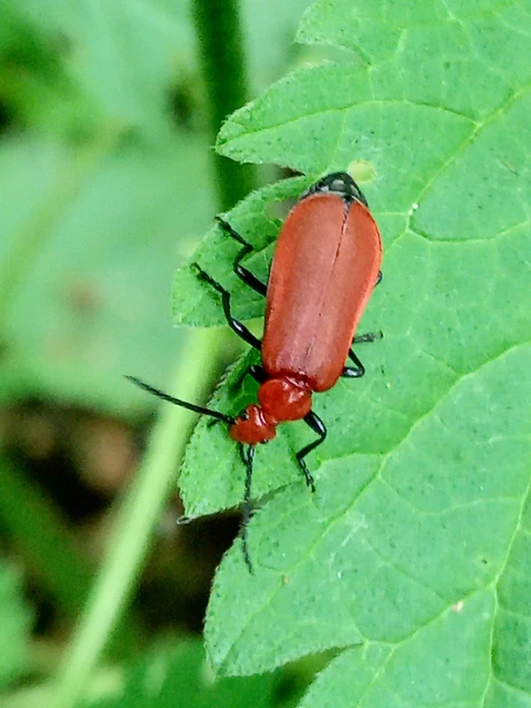 Pyrochroa serraticornis - közép-bíborbogár Pyrochroa serraticornis - közép-bíborbogár
