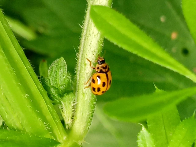 Propylea quatuordecimpunctata - tizennégypettyes füsskata
