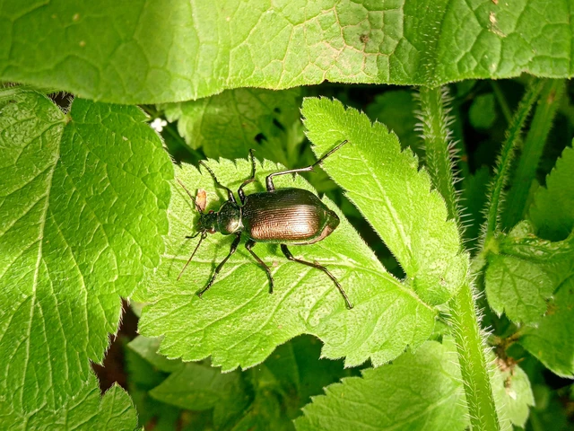 Calosoma inquisitor - kis bábrabló