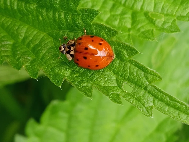 Harmonia axyridis - harlekinkatica