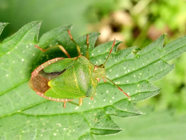 Palomena prasina - zöld bogyómászó-poloska Palomena prasina - zöld bogyómászó-poloska