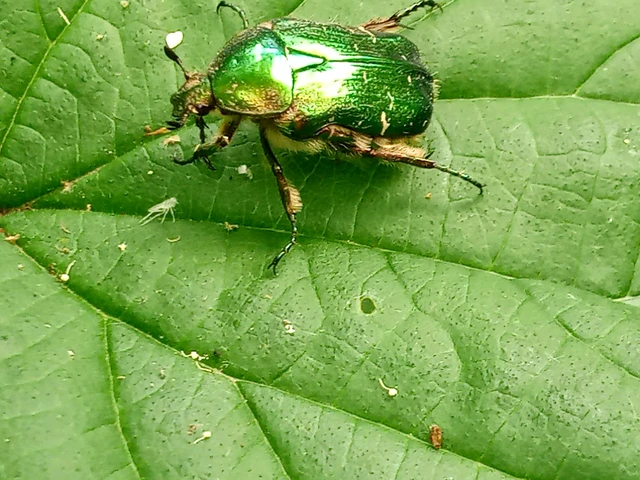Cetonia aurata - aranyos virágbogár