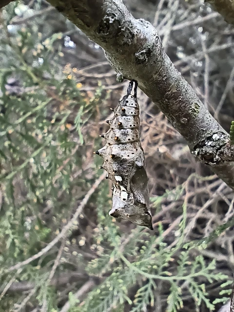 Nymphalis polychloros - nagy rókalepke