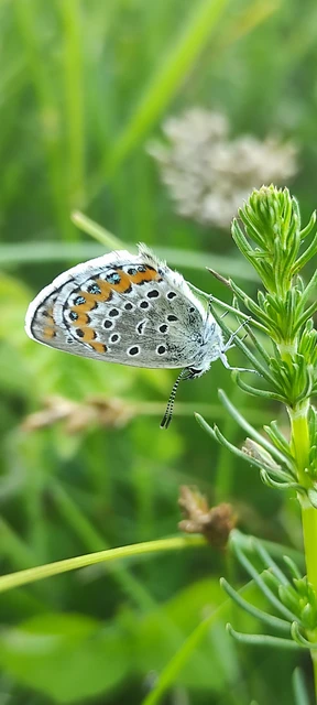Plebejus argyrognomon - tintakék boglárka